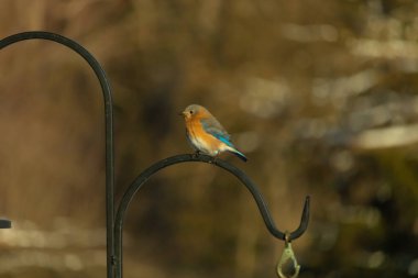Canlı bir Doğu Bluebird metal bir halka üzerine tünemiş, yan profil, keskin bir odak. Doğal ışık, bulanık arka planda turuncu göğüs ve mavi kanatlarını vurgular..