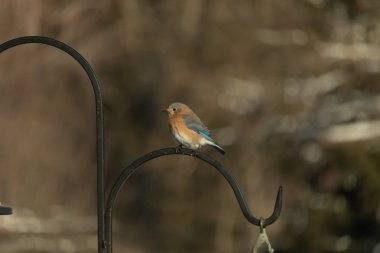 Canlı bir Doğu Bluebird metal bir halka üzerine tünemiş, yan profil, keskin bir odak. Doğal ışık, bulanık arka planda turuncu göğüs ve mavi kanatlarını vurgular..
