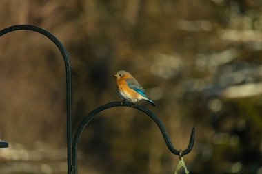 Canlı bir Doğu Bluebird metal bir halka üzerine tünemiş, yan profil, keskin bir odak. Doğal ışık, bulanık arka planda turuncu göğüs ve mavi kanatlarını vurgular..