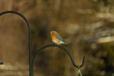 Canlı bir Doğu Bluebird metal bir halka üzerine tünemiş, yan profil, keskin bir odak. Doğal ışık, bulanık arka planda turuncu göğüs ve mavi kanatlarını vurgular..