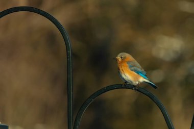Canlı bir Doğu Bluebird metal bir halka üzerine tünemiş, yan profil, keskin bir odak. Doğal ışık, bulanık arka planda turuncu göğüs ve mavi kanatlarını vurgular..