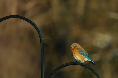 Canlı bir Doğu Bluebird metal bir halka üzerine tünemiş, yan profil, keskin bir odak. Doğal ışık, bulanık arka planda turuncu göğüs ve mavi kanatlarını vurgular..
