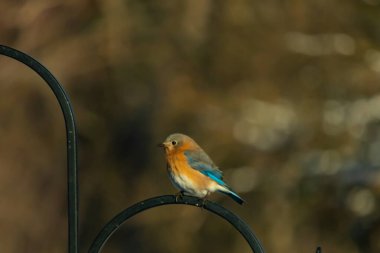 Canlı bir Doğu Bluebird metal bir halka üzerine tünemiş, yan profil, keskin bir odak. Doğal ışık, bulanık arka planda turuncu göğüs ve mavi kanatlarını vurgular..