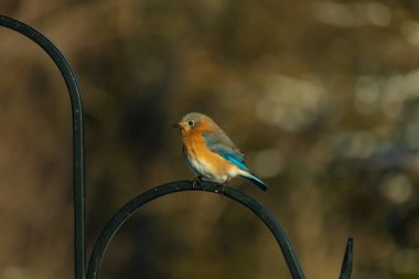 Canlı bir Doğu Bluebird metal bir halka üzerine tünemiş, yan profil, keskin bir odak. Doğal ışık, bulanık arka planda turuncu göğüs ve mavi kanatlarını vurgular..