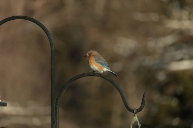 Canlı bir Doğu Bluebird metal bir halka üzerine tünemiş, yan profil, keskin bir odak. Doğal ışık, bulanık arka planda turuncu göğüs ve mavi kanatlarını vurgular..