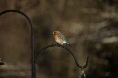 Canlı bir Doğu Bluebird metal bir halka üzerine tünemiş, yan profil, keskin bir odak. Doğal ışık, bulanık arka planda turuncu göğüs ve mavi kanatlarını vurgular..