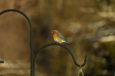 Canlı bir Doğu Bluebird metal bir halka üzerine tünemiş, yan profil, keskin bir odak. Doğal ışık, bulanık arka planda turuncu göğüs ve mavi kanatlarını vurgular..