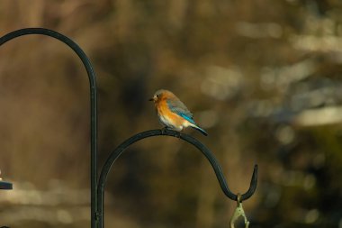 Canlı bir Doğu Bluebird metal bir halka üzerine tünemiş, yan profil, keskin bir odak. Doğal ışık, bulanık arka planda turuncu göğüs ve mavi kanatlarını vurgular..