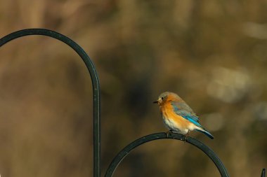 Canlı bir Doğu Bluebird metal bir halka üzerine tünemiş, yan profil, keskin bir odak. Doğal ışık, bulanık arka planda turuncu göğüs ve mavi kanatlarını vurgular..