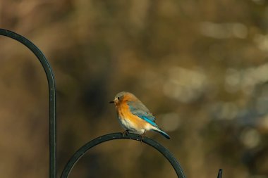 Canlı bir Doğu Bluebird metal bir halka üzerine tünemiş, yan profil, keskin bir odak. Doğal ışık, bulanık arka planda turuncu göğüs ve mavi kanatlarını vurgular..