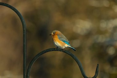Canlı bir Doğu Bluebird metal bir halka üzerine tünemiş, yan profil, keskin bir odak. Doğal ışık, bulanık arka planda turuncu göğüs ve mavi kanatlarını vurgular..