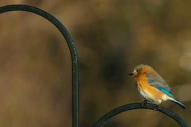 Canlı bir Doğu Bluebird metal bir halka üzerine tünemiş, yan profil, keskin bir odak. Doğal ışık, bulanık arka planda turuncu göğüs ve mavi kanatlarını vurgular..