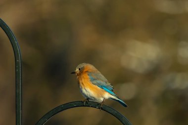 Canlı bir Doğu Bluebird metal bir halka üzerine tünemiş, yan profil, keskin bir odak. Doğal ışık, bulanık arka planda turuncu göğüs ve mavi kanatlarını vurgular..