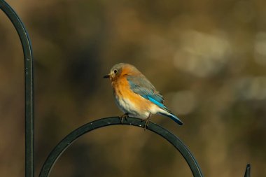 Canlı bir Doğu Bluebird metal bir halka üzerine tünemiş, yan profil, keskin bir odak. Doğal ışık, bulanık arka planda turuncu göğüs ve mavi kanatlarını vurgular..