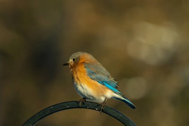 Canlı bir Doğu Bluebird metal bir halka üzerine tünemiş, yan profil, keskin bir odak. Doğal ışık, bulanık arka planda turuncu göğüs ve mavi kanatlarını vurgular..