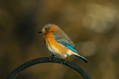 Canlı bir Doğu Bluebird metal bir halka üzerine tünemiş, yan profil, keskin bir odak. Doğal ışık, bulanık arka planda turuncu göğüs ve mavi kanatlarını vurgular..