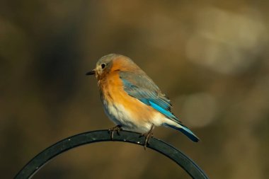 Canlı bir Doğu Bluebird metal bir halka üzerine tünemiş, yan profil, keskin bir odak. Doğal ışık, bulanık arka planda turuncu göğüs ve mavi kanatlarını vurgular..