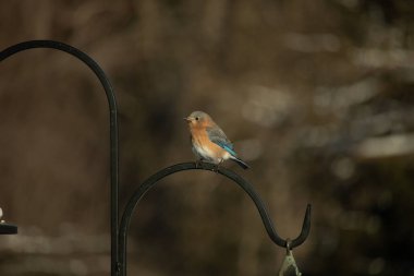 Canlı bir Doğu Bluebird metal bir halka üzerine tünemiş, yan profil, keskin bir odak. Doğal ışık, bulanık arka planda turuncu göğüs ve mavi kanatlarını vurgular..