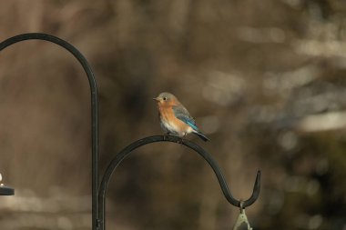 Canlı bir Doğu Bluebird metal bir halka üzerine tünemiş, yan profil, keskin bir odak. Doğal ışık, bulanık arka planda turuncu göğüs ve mavi kanatlarını vurgular..