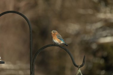 Canlı bir Doğu Bluebird metal bir halka üzerine tünemiş, yan profil, keskin bir odak. Doğal ışık, bulanık arka planda turuncu göğüs ve mavi kanatlarını vurgular..