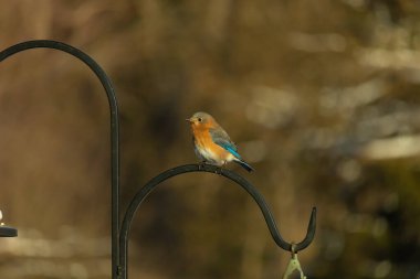 Canlı bir Doğu Bluebird metal bir halka üzerine tünemiş, yan profil, keskin bir odak. Doğal ışık, bulanık arka planda turuncu göğüs ve mavi kanatlarını vurgular..