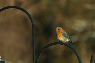Canlı bir Doğu Bluebird metal bir halka üzerine tünemiş, yan profil, keskin bir odak. Doğal ışık, bulanık arka planda turuncu göğüs ve mavi kanatlarını vurgular..