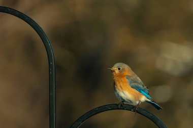 Canlı bir Doğu Bluebird metal bir halka üzerine tünemiş, yan profil, keskin bir odak. Doğal ışık, bulanık arka planda turuncu göğüs ve mavi kanatlarını vurgular..
