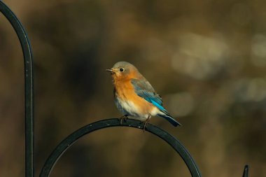 Canlı bir Doğu Bluebird metal bir halka üzerine tünemiş, yan profil, keskin bir odak. Doğal ışık, bulanık arka planda turuncu göğüs ve mavi kanatlarını vurgular..