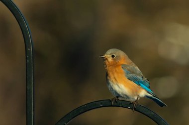 Canlı bir Doğu Bluebird metal bir halka üzerine tünemiş, yan profil, keskin bir odak. Doğal ışık, bulanık arka planda turuncu göğüs ve mavi kanatlarını vurgular..