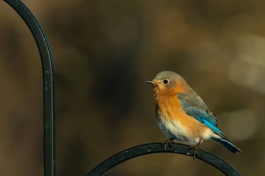 Canlı bir Doğu Bluebird metal bir halka üzerine tünemiş, yan profil, keskin bir odak. Doğal ışık, bulanık arka planda turuncu göğüs ve mavi kanatlarını vurgular..