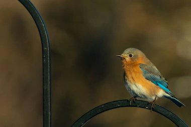 Canlı bir Doğu Bluebird metal bir halka üzerine tünemiş, yan profil, keskin bir odak. Doğal ışık, bulanık arka planda turuncu göğüs ve mavi kanatlarını vurgular..