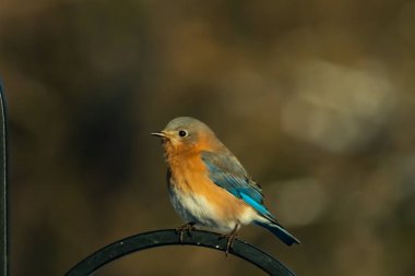 Canlı bir Doğu Bluebird metal bir halka üzerine tünemiş, yan profil, keskin bir odak. Doğal ışık, bulanık arka planda turuncu göğüs ve mavi kanatlarını vurgular..
