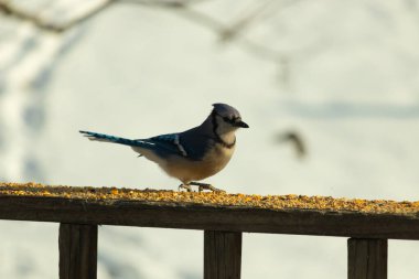 Canlı bir mavi alakarga kuş yemi ile kaplı bir dala tünemiş, onun çarpıcı mavi, beyaz ve siyah tüyleri bulanık arka planla çelişiyor.