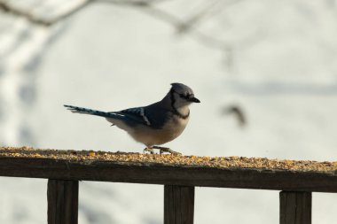 Canlı bir mavi alakarga kuş yemi ile kaplı bir dala tünemiş, onun çarpıcı mavi, beyaz ve siyah tüyleri bulanık arka planla çelişiyor.