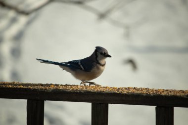 Canlı bir mavi alakarga kuş yemi ile kaplı bir dala tünemiş, onun çarpıcı mavi, beyaz ve siyah tüyleri bulanık arka planla çelişiyor.