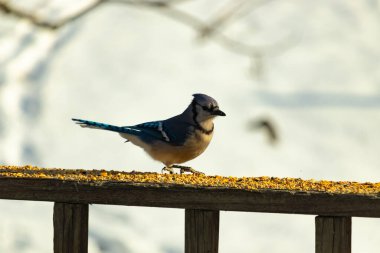 Canlı bir mavi alakarga kuş yemi ile kaplı bir dala tünemiş, onun çarpıcı mavi, beyaz ve siyah tüyleri bulanık arka planla çelişiyor.