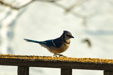 Canlı bir mavi alakarga kuş yemi ile kaplı bir dala tünemiş, onun çarpıcı mavi, beyaz ve siyah tüyleri bulanık arka planla çelişiyor.