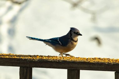 Canlı bir mavi alakarga kuş yemi ile kaplı bir dala tünemiş, onun çarpıcı mavi, beyaz ve siyah tüyleri bulanık arka planla çelişiyor.