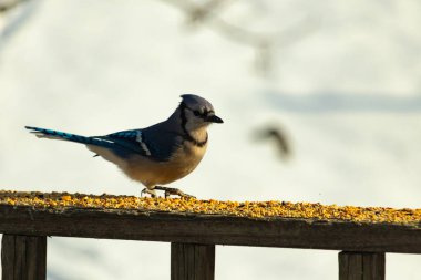Canlı bir mavi alakarga kuş yemi ile kaplı bir dala tünemiş, onun çarpıcı mavi, beyaz ve siyah tüyleri bulanık arka planla çelişiyor.
