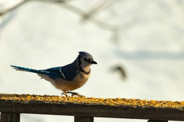 Canlı bir mavi alakarga kuş yemi ile kaplı bir dala tünemiş, onun çarpıcı mavi, beyaz ve siyah tüyleri bulanık arka planla çelişiyor.