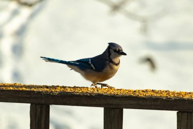 Canlı bir mavi alakarga kuş yemi ile kaplı bir dala tünemiş, onun çarpıcı mavi, beyaz ve siyah tüyleri bulanık arka planla çelişiyor.