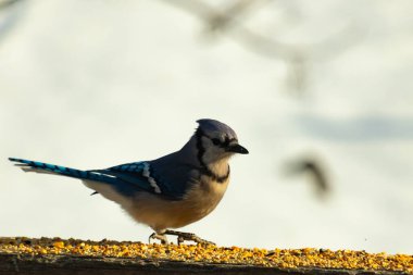 Canlı bir mavi alakarga kuş yemi ile kaplı bir dala tünemiş, onun çarpıcı mavi, beyaz ve siyah tüyleri bulanık arka planla çelişiyor.