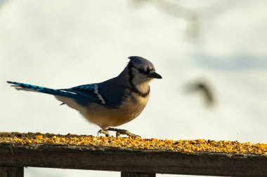 Canlı bir mavi alakarga kuş yemi ile kaplı bir dala tünemiş, onun çarpıcı mavi, beyaz ve siyah tüyleri bulanık arka planla çelişiyor.