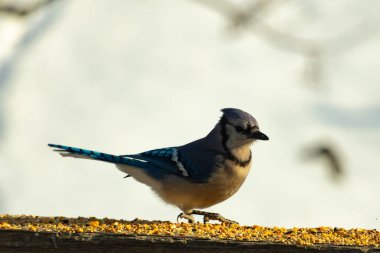 Canlı bir mavi alakarga kuş yemi ile kaplı bir dala tünemiş, onun çarpıcı mavi, beyaz ve siyah tüyleri bulanık arka planla çelişiyor.