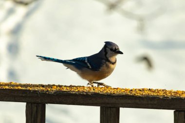 Canlı bir mavi alakarga kuş yemi ile kaplı bir dala tünemiş, onun çarpıcı mavi, beyaz ve siyah tüyleri bulanık arka planla çelişiyor.