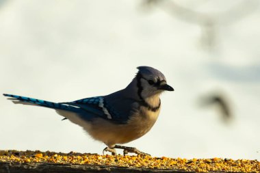Canlı bir mavi alakarga kuş yemi ile kaplı bir dala tünemiş, onun çarpıcı mavi, beyaz ve siyah tüyleri bulanık arka planla çelişiyor.