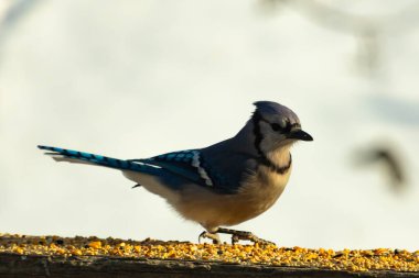 Canlı bir mavi alakarga kuş yemi ile kaplı bir dala tünemiş, onun çarpıcı mavi, beyaz ve siyah tüyleri bulanık arka planla çelişiyor.