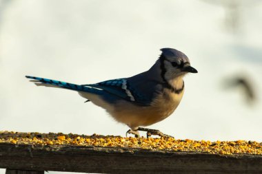 Canlı bir mavi alakarga kuş yemi ile kaplı bir dala tünemiş, onun çarpıcı mavi, beyaz ve siyah tüyleri bulanık arka planla çelişiyor.