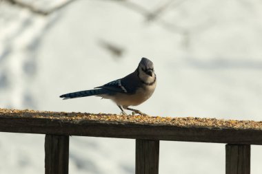 Canlı bir mavi alakarga kuş yemi ile kaplı bir dala tünemiş, onun çarpıcı mavi, beyaz ve siyah tüyleri bulanık arka planla çelişiyor.