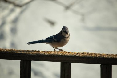 Canlı bir mavi alakarga kuş yemi ile kaplı bir dala tünemiş, onun çarpıcı mavi, beyaz ve siyah tüyleri bulanık arka planla çelişiyor.